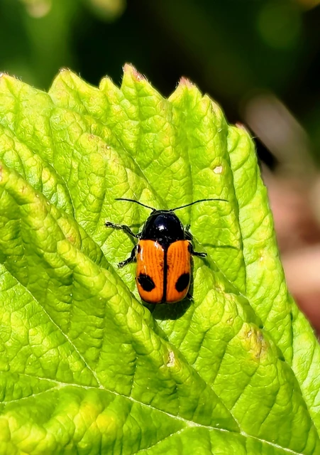 Cryptocephalus bipunctatus - kétpettyes zömökbogár
