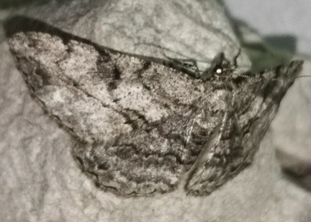 Peribatodes rhomboidaria - ékköves faaraszoló