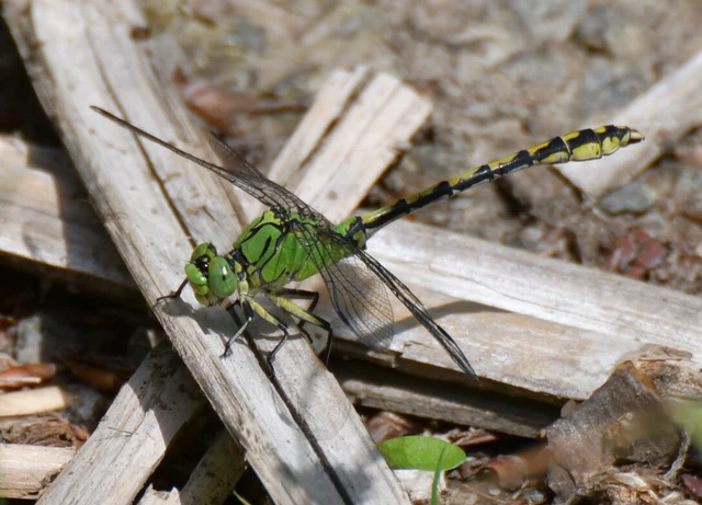 Ophiogomphus cecilia - zöld folyami-szitakötő Ophiogomphus cecilia - zöld folyami-szitakötő