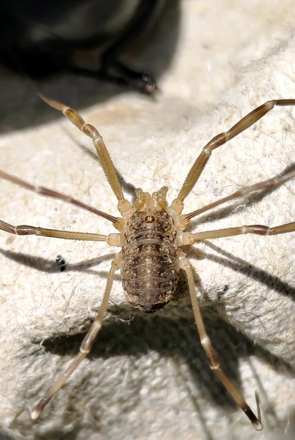 Opiliones - Kaszáspókok