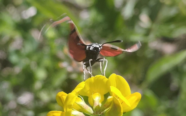 Zygaena carniolica - fehérgyűrűs csüngőlepke
