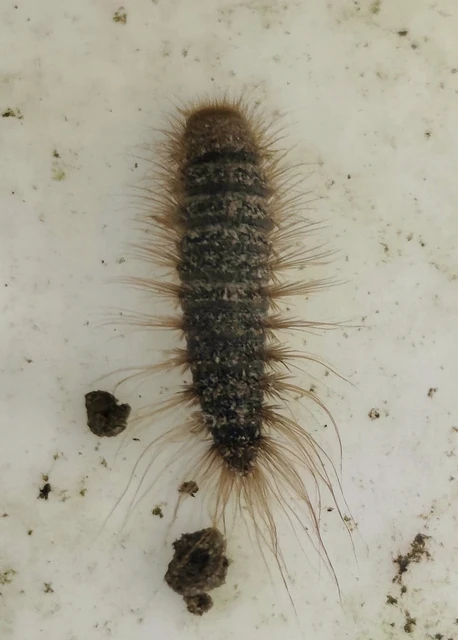 Dermestidae - porvafélék