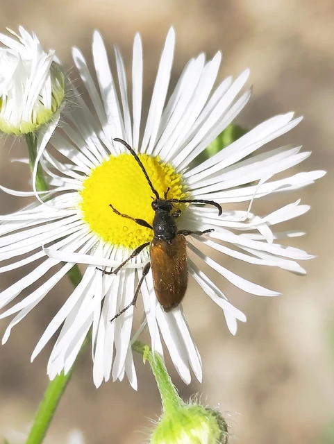 Pseudovadonia livida - barnás virágcincér