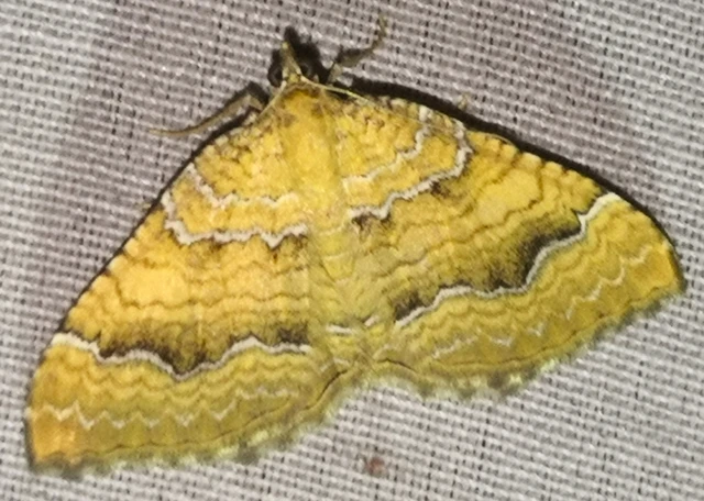 Camptogramma bilineata - kétvonalas sávosaraszoló