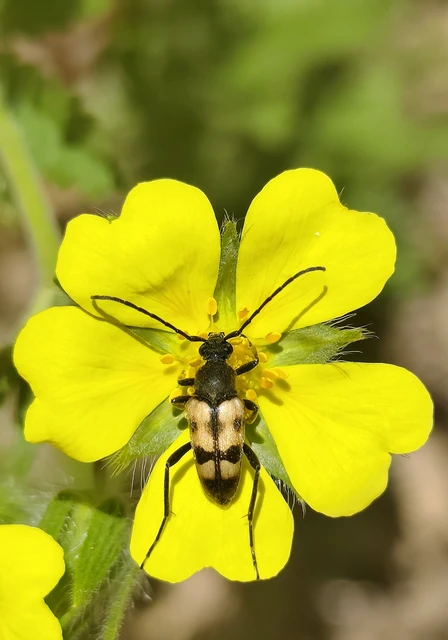 Pachytodes erraticus - rajzos virágcincér