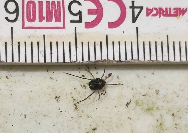 Opiliones - Kaszáspókok