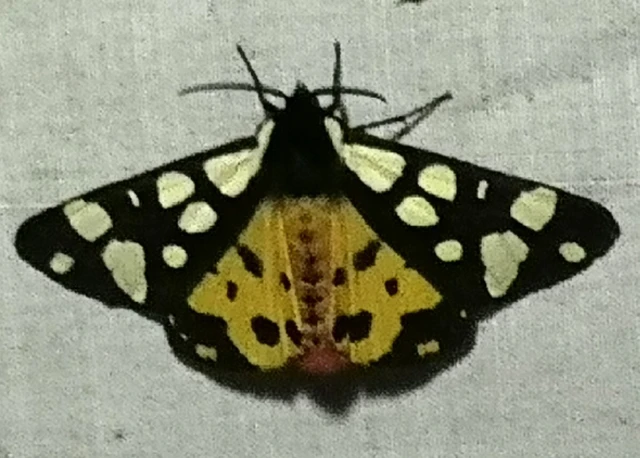Arctia villica - fekete medvelepke