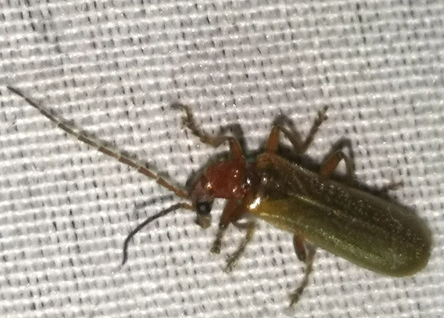 Rhagonycha