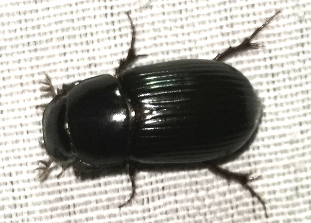 Aphodius rufipes - vörösbarna trágyabogár
