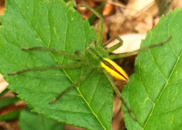 Micrommata virescens - hunyópók