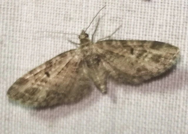 Eupithecia exiguata - sugaras törpearaszoló