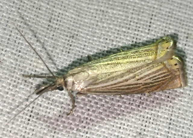Chrysoteuchia culmella - kerti fűgyökérmoly