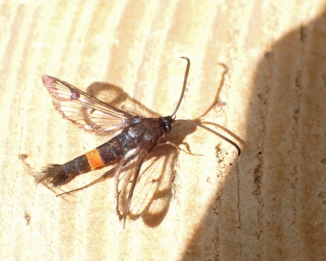 Synanthedon myopaeformis - almafaszitkár