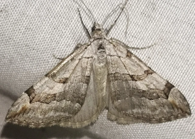 Aplocera plagiata - szürke csíkosaraszoló