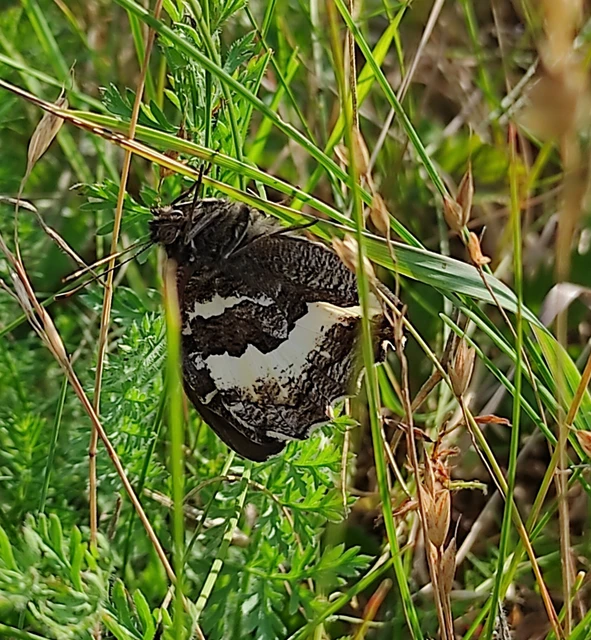 Brintesia circe - fehéröves szemeslepke