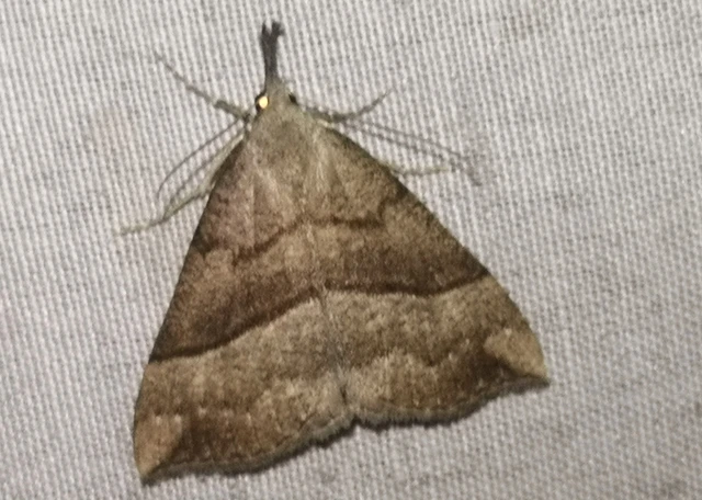 Hypena proboscidalis - ormányos karcsúbagoly