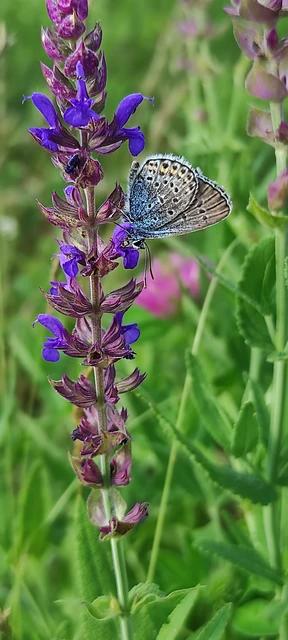Plebejus argus - ezüstös boglárka