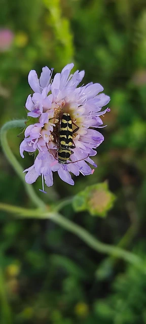 Echinocerus floralis - lucerna-darázscincér