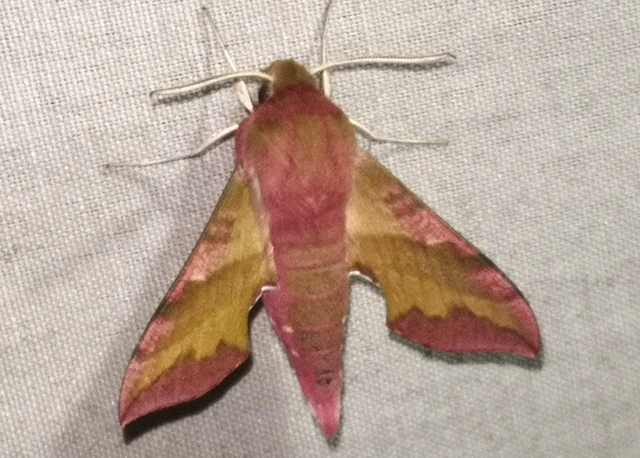 Deilephila porcellus - piros szender