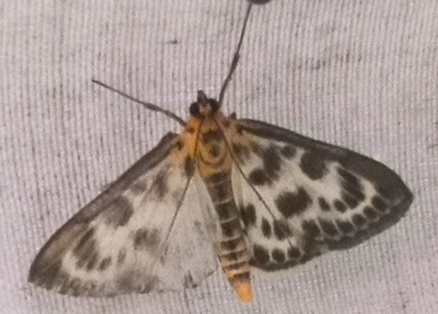 Anania hortulata - tarka csalánmoly