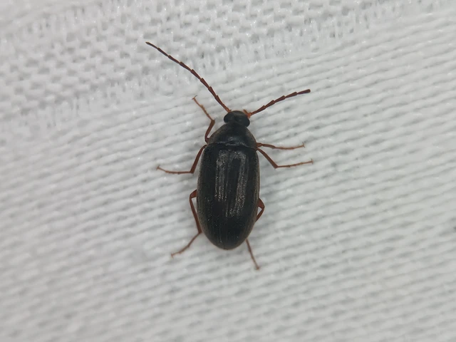 Tenebrionidae - gyászbogárfélék