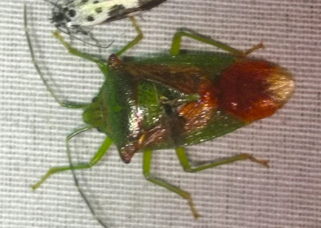 Acanthosoma haemorrhoidale - nagy dajkapoloska Acanthosoma haemorrhoidale - nagy dajkapoloska