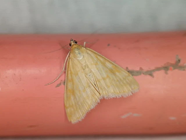 Sitochroa verticalis - világossárga dudvamoly