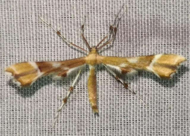 Cnaemidophorus rhododactyla - rózsabogyó-tollasmoly