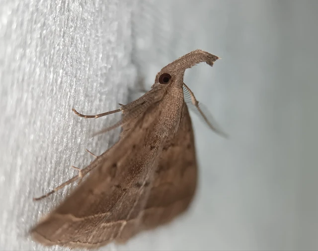 Pechipogo plumigeralis - tollascsápú karcsúbagoly