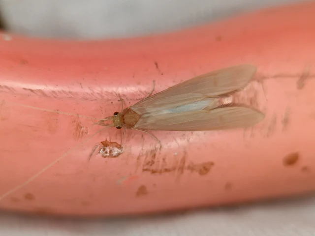 Trichoptera - Tegzesek