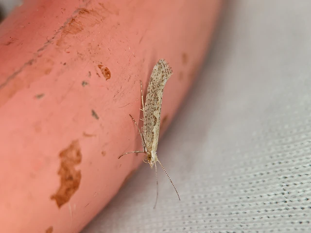 Plutella xylostella - káposztamoly