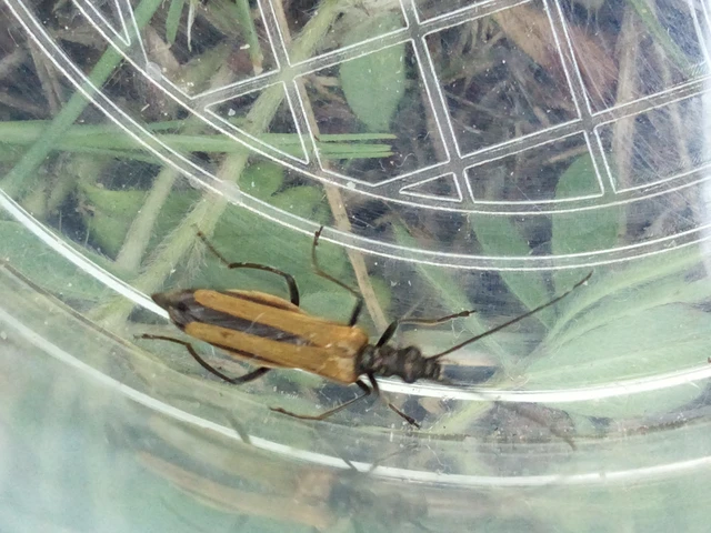 Oedemera femorata - sárgahátú álcincér