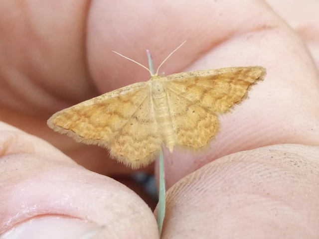Idaea serpentata - kis sávosaraszoló