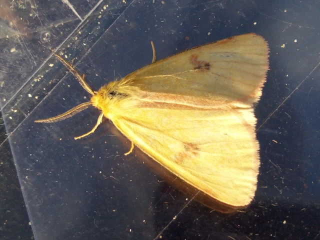 Diacrisia sannio - vörösszélű medvelepke
