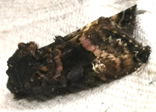Euplexia lucipara - szeder-csipkésbagoly