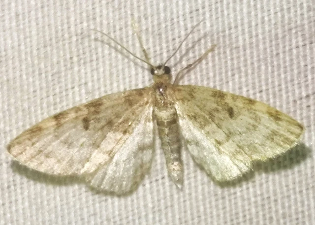 Eupithecia tantillaria - feketegyűrűs törpearaszoló