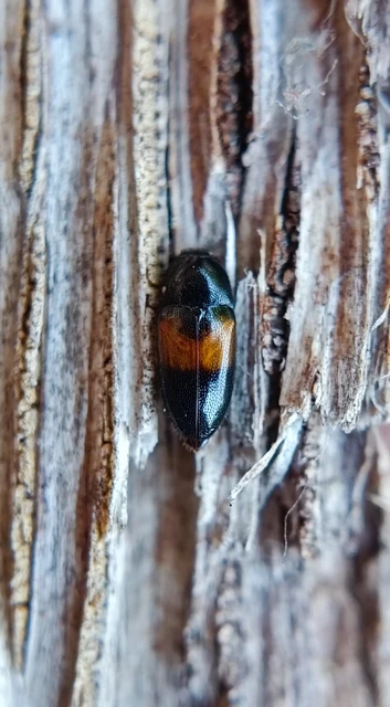 Drapetes mordelloides - kétcseppes merevpattanó