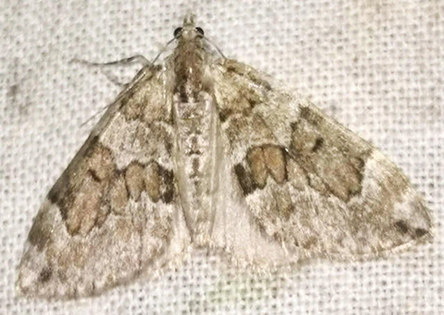 Thera variata/britannica