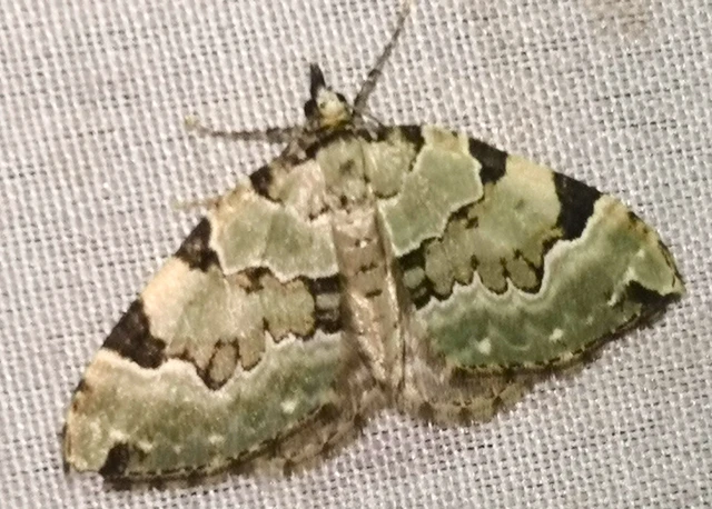 Colostygia pectinataria - zöld levélaraszoló