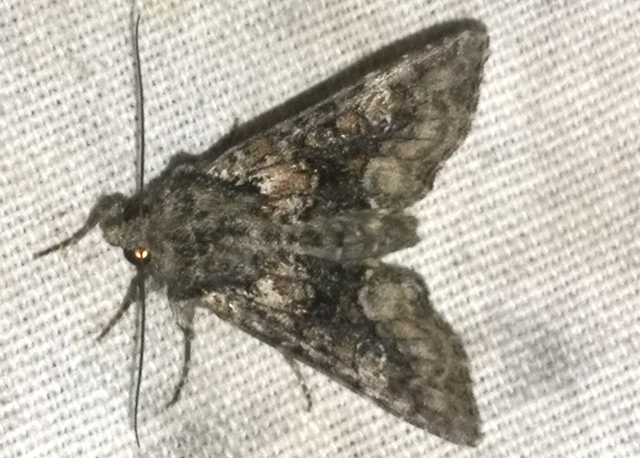 Apamea illyria - déli dudvabagoly