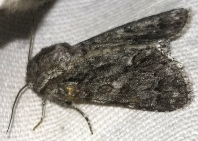 Acronicta auricoma - aranyos szigonyosbagoly