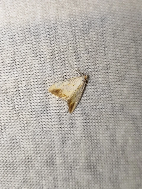 Evergestis extimalis - kerti dudvamoly