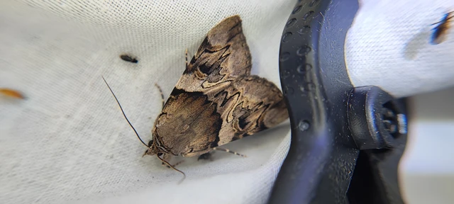 Catocala fulminea - galagonya-övesbagoly