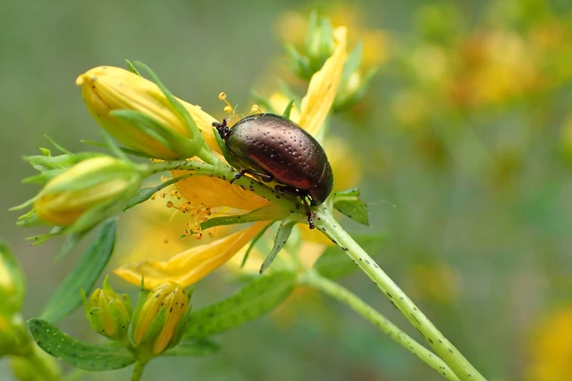 Chrysolina hyperici - zöld orbáncfűlevelész