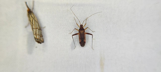 Miridae - mezeipoloskák