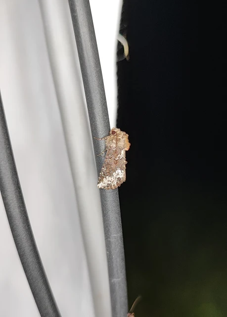 Oligia strigilis - kormos dudvabagoly