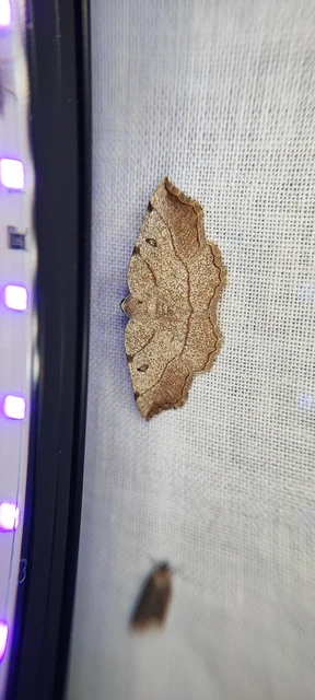 Eilicrinia trinotata - háromjegyű araszoló