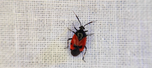 Deraeocoris rutilus - cinóber mezeipoloska