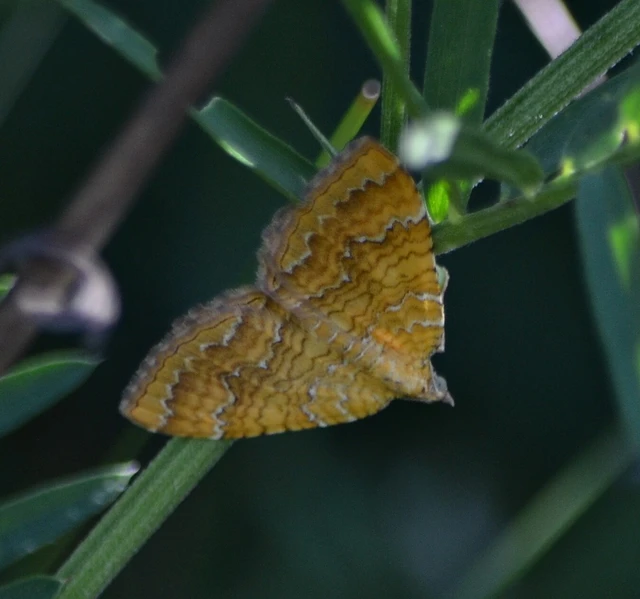 Camptogramma bilineata - kétvonalas sávosaraszoló