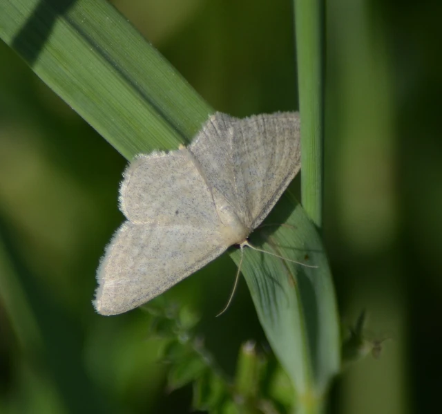 Scopula virgulata - vesszős sávosaraszoló